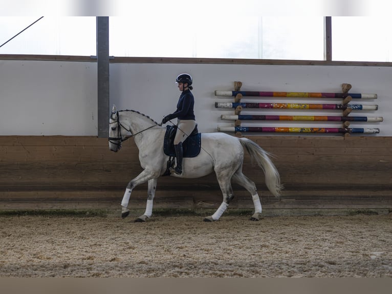 Caballo de Holstein Yegua 9 años 175 cm Tordo in Pischertshofen
