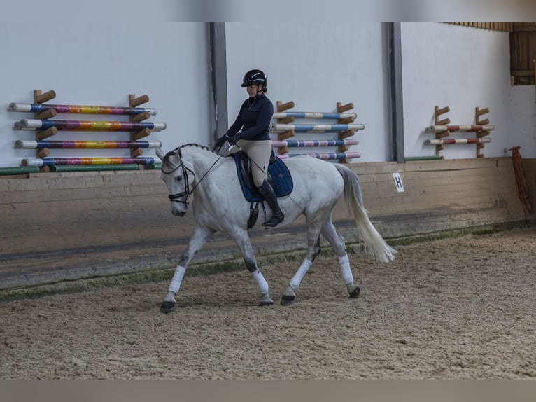 Caballo de Holstein Yegua 9 años 175 cm Tordo in Pischertshofen