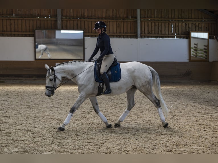 Caballo de Holstein Yegua 9 años 175 cm Tordo in Pischertshofen