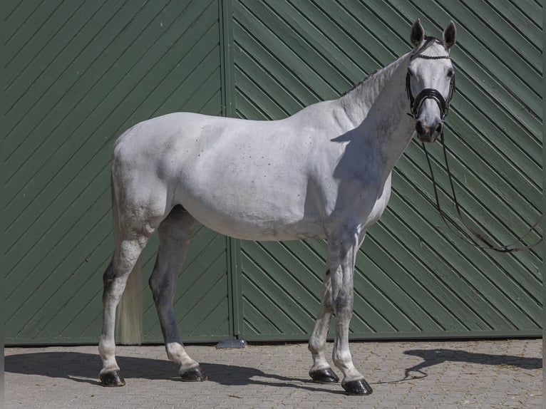 Caballo de Holstein Yegua 9 años 175 cm Tordo in Pischertshofen