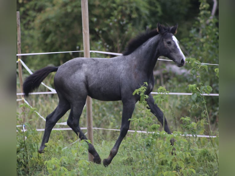 Caballo de Holstein Yegua  167 cm Tordo in Góra Kalwaria