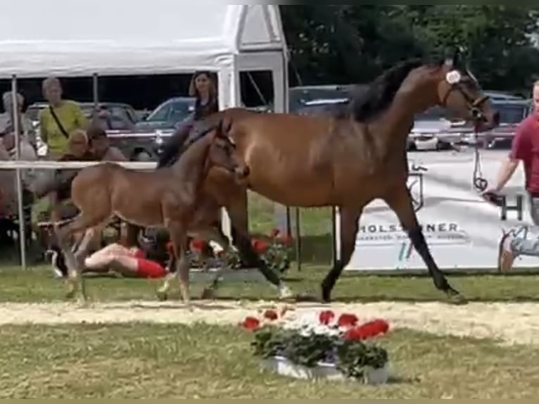 Caballo de Holstein Yegua Potro (06/2024) 168 cm Castaño oscuro in Struvenhütten