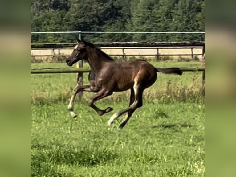 Caballo de Holstein Yegua Potro (06/2024) 168 cm Castaño oscuro in Struvenhütten