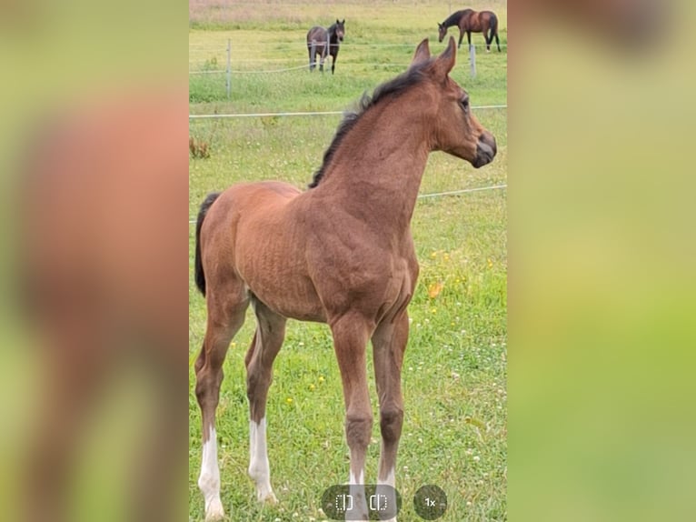 Caballo de Holstein Yegua Potro (05/2026) 170 cm Castaño oscuro in Feldhorst