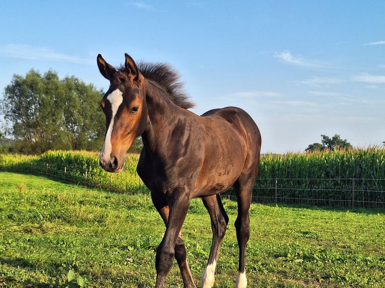 Caballo de Holstein Yegua  170 cm Castaño oscuro in Langniendorf