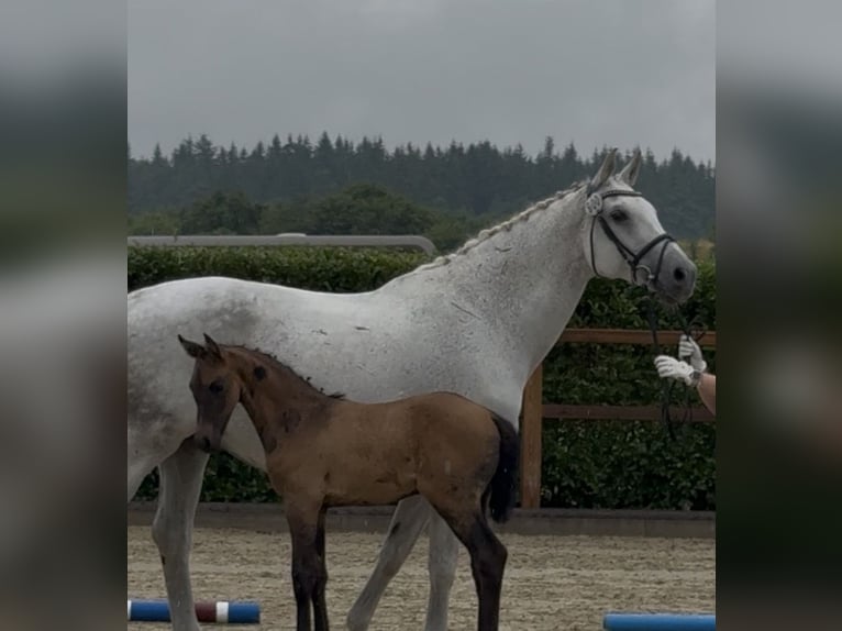 Caballo de Holstein Yegua Potro (05/2026) 170 cm Musgo in Bad Grund (Harz)