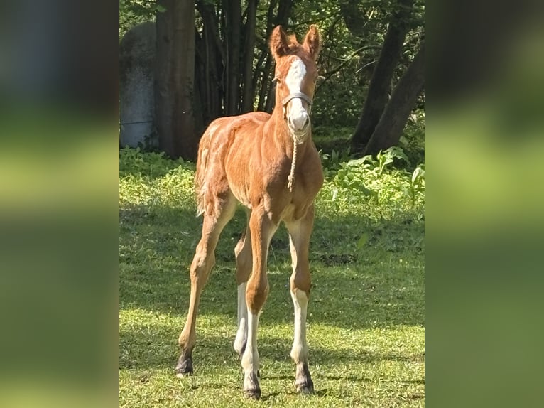 Caballo de Holstein Yegua  Alazán in Hamburg Duvenstedt