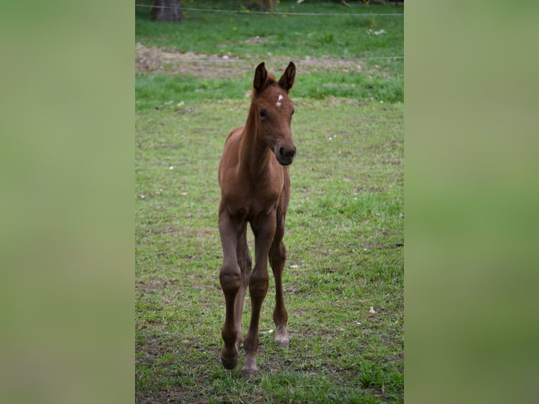 Caballo de Holstein Yegua Potro (04/2024) Alazán-tostado in Datzetal