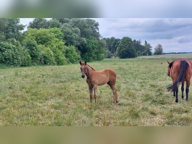 Caballo de Holstein Yegua Potro (04/2024) Alazán-tostado in Datzetal