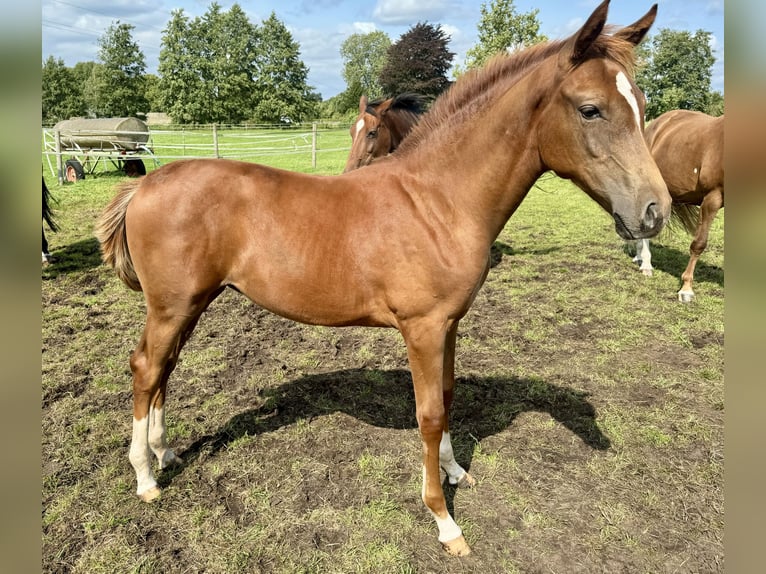 Caballo de Holstein Yegua Potro (04/2024) Alazán-tostado in NeumünsterNeumünster