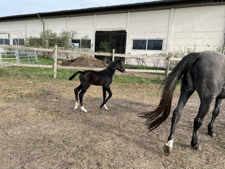 Caballo de Holstein Yegua  in Brandenburg an der Havel