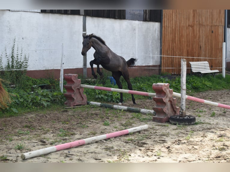 Caballo de Holstein Yegua Potro (01/2024) in Wächtersbach