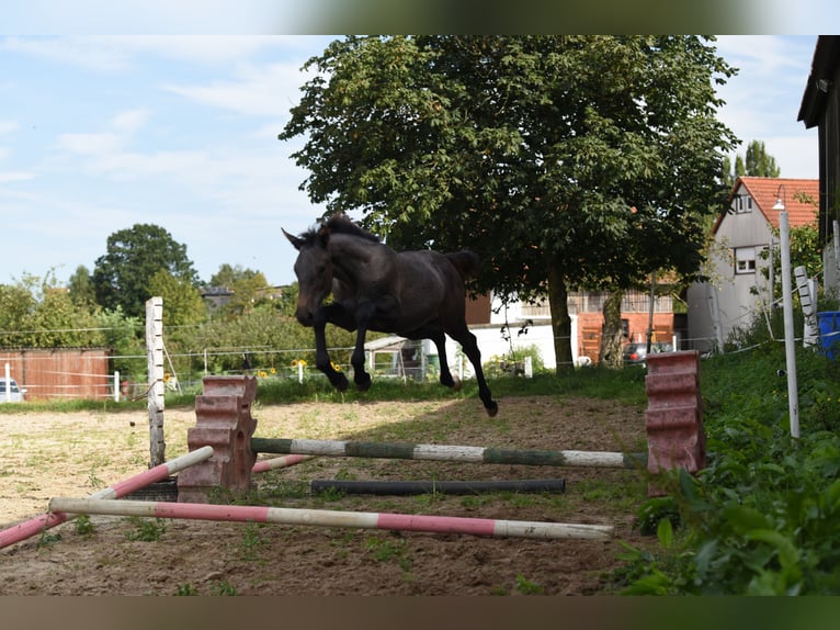 Caballo de Holstein Yegua Potro (01/2024) in Wächtersbach