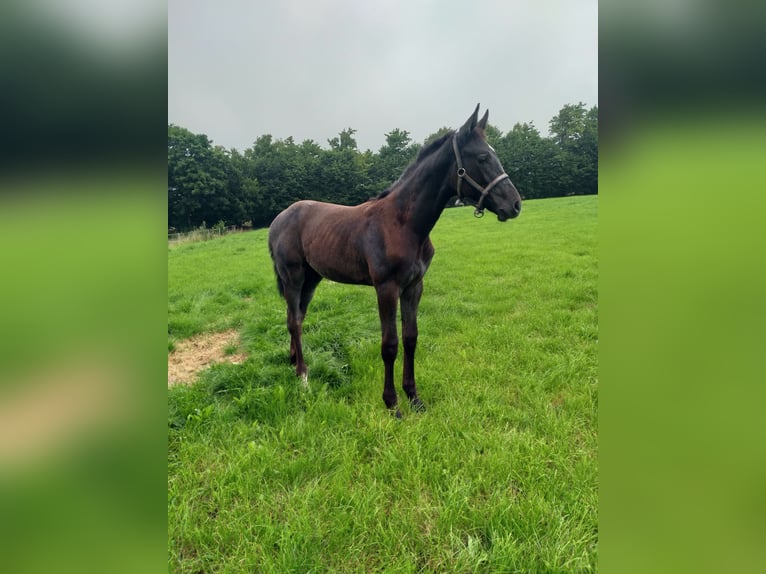 Caballo de Holstein Yegua  Negro in Wester-Ohrstedt