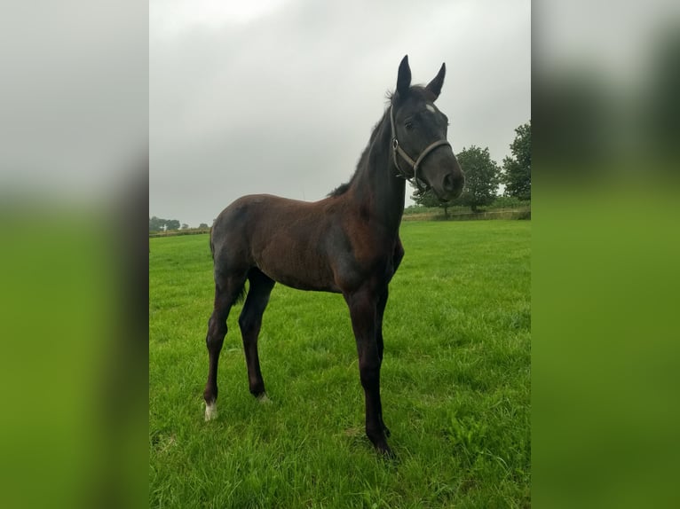 Caballo de Holstein Yegua  Negro in Wester-Ohrstedt