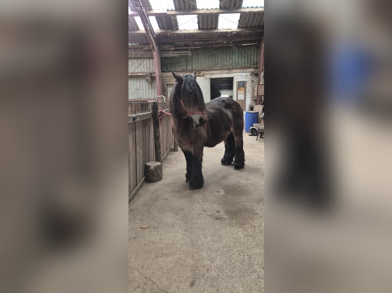 Caballo de Jutlandia Yegua 15 años 155 cm Castaño oscuro in Bredstedt