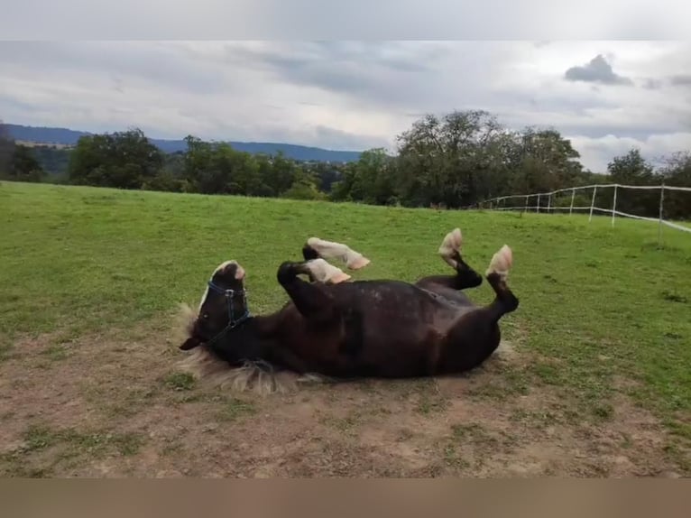 Caballo de la Selva Negra Caballo castrado 12 años Alazán in Sulz am Neckar