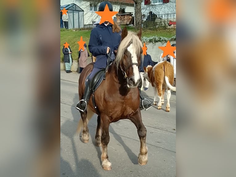 Caballo de la Selva Negra Caballo castrado 14 años 148 cm Alazán in Markt Rettenbach