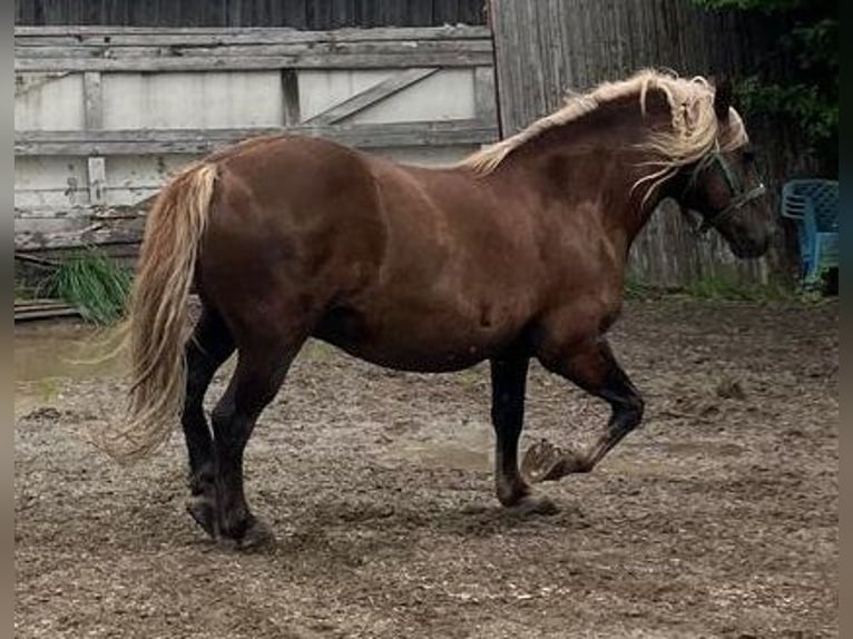 Caballo de la Selva Negra Caballo castrado 14 años 148 cm Alazán in Markt Rettenbach