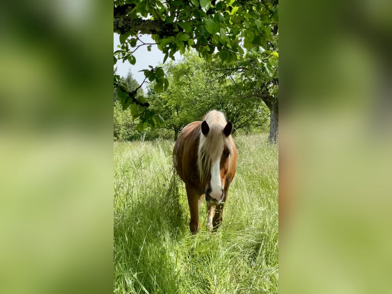 Caballo de la Selva Negra Caballo castrado 14 años 165 cm Alazán-tostado in Wehr