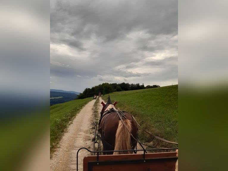 Caballo de la Selva Negra Caballo castrado 17 años 146 cm Alazán in Hohentengen am Hochrhein