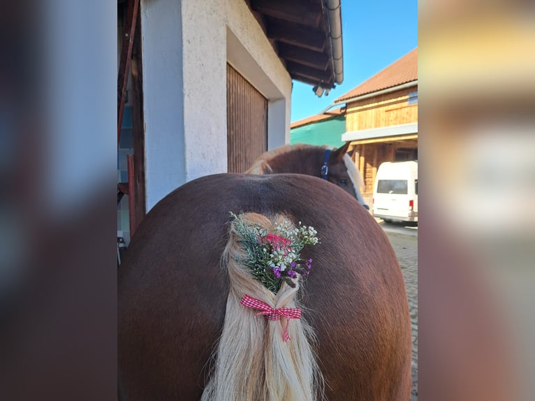 Caballo de la Selva Negra Caballo castrado 19 años 154 cm Alazán-tostado in Immenstadt im Allgäu