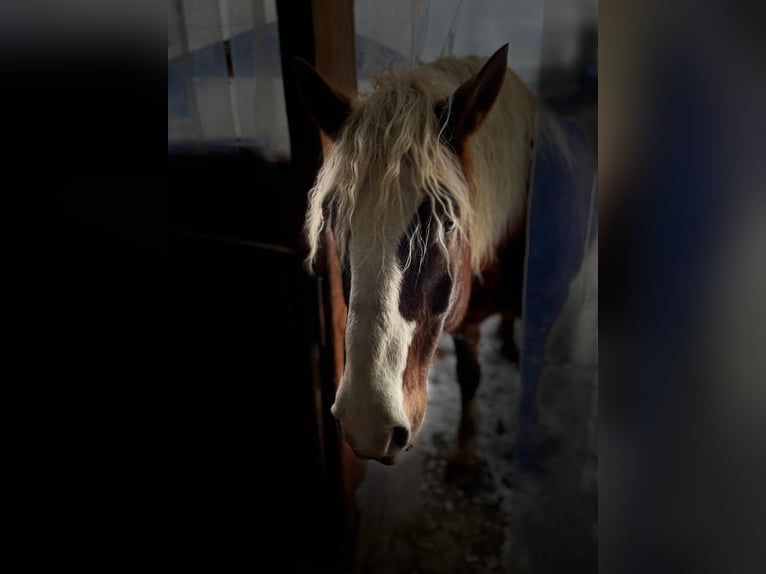 Caballo de la Selva Negra Caballo castrado 19 años 154 cm Alazán-tostado in Immenstadt im Allgäu