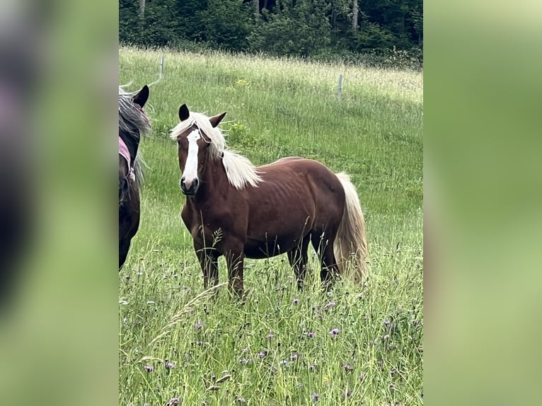 Caballo de la Selva Negra Caballo castrado 1 año 153 cm Alazán-tostado in Nassau