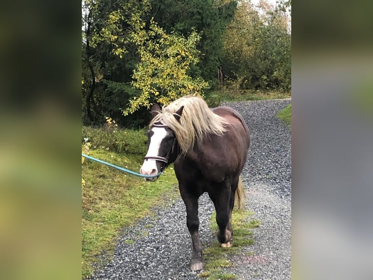 Caballo de la Selva Negra Caballo castrado 23 años 148 cm Alazán-tostado in Clausthal-Zellerfeldc