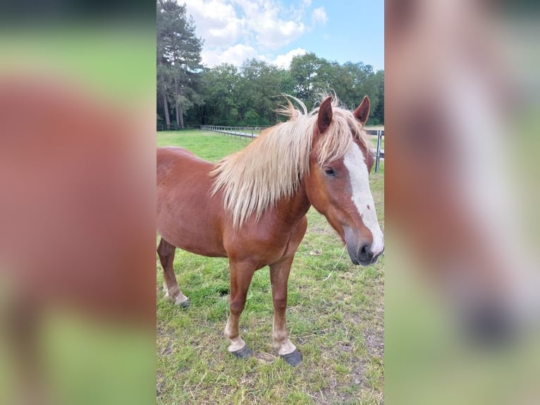 Caballo de la Selva Negra Caballo castrado 2 años Alazán-tostado in Bocholt