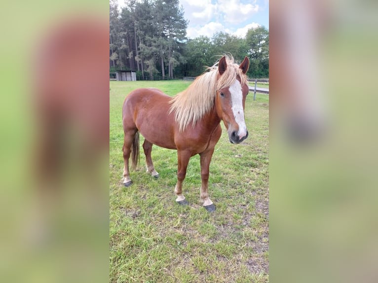 Caballo de la Selva Negra Caballo castrado 2 años Alazán-tostado in Bocholt