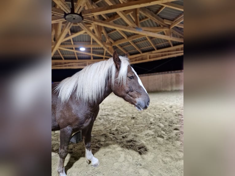 Caballo de la Selva Negra Caballo castrado 3 años 148 cm Alazán-tostado in Zimmern ob Rottweil