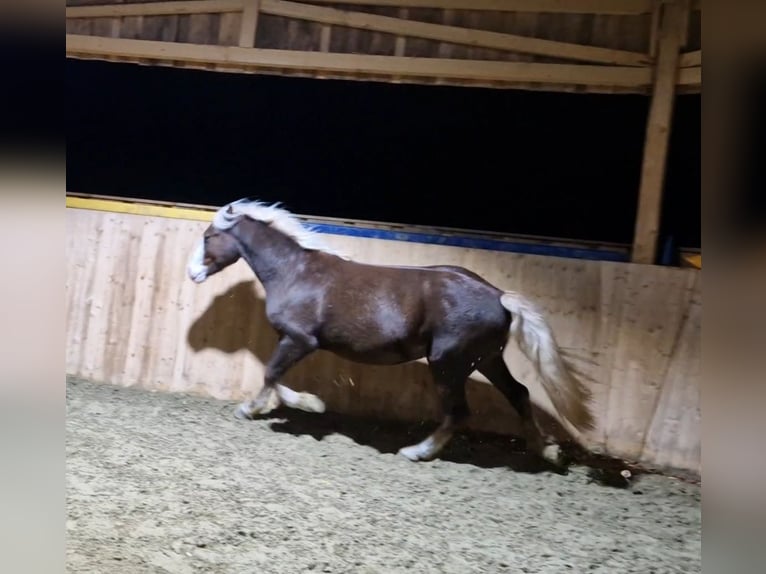 Caballo de la Selva Negra Caballo castrado 3 años 148 cm Alazán-tostado in Zimmern ob Rottweil