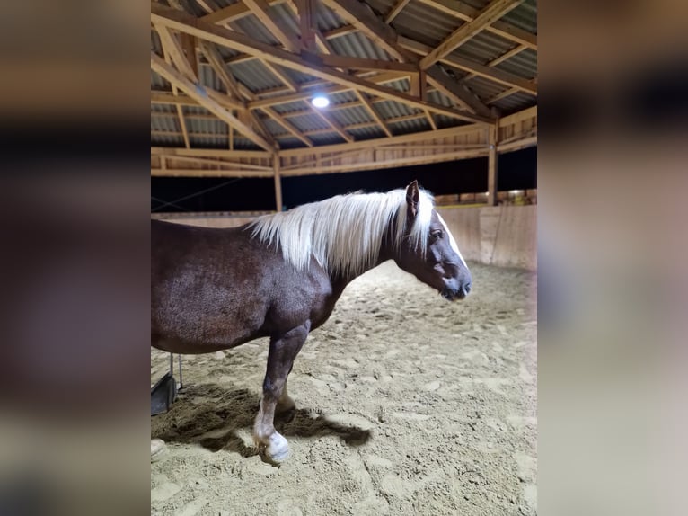 Caballo de la Selva Negra Caballo castrado 3 años 148 cm Alazán-tostado in Zimmern ob Rottweil