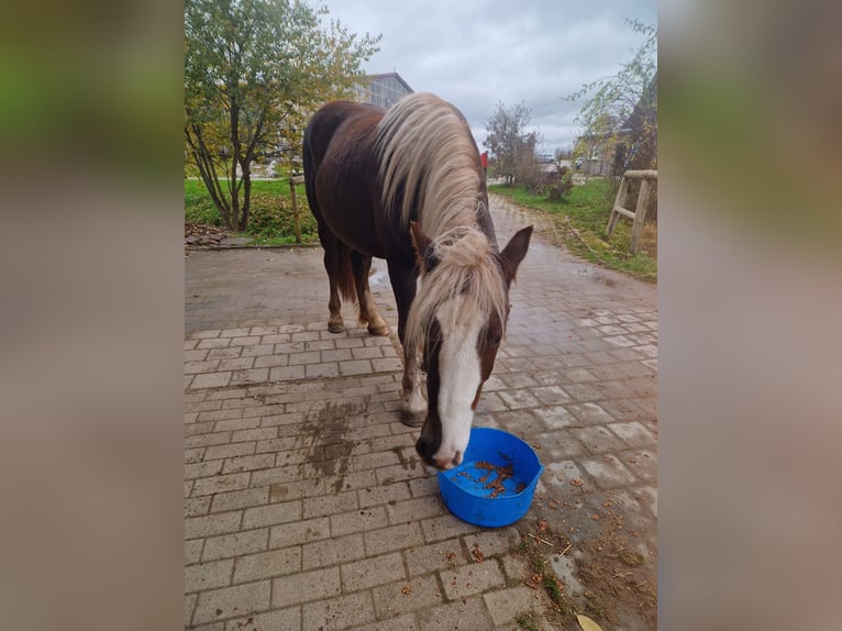 Caballo de la Selva Negra Caballo castrado 3 años 148 cm Alazán-tostado in Zimmern ob Rottweil