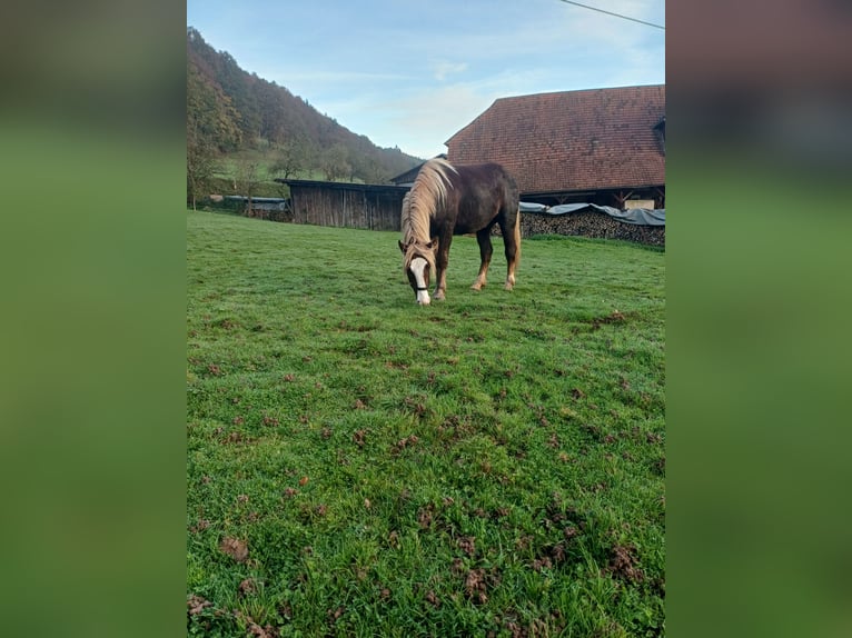 Caballo de la Selva Negra Caballo castrado 3 años 150 cm Alazán-tostado in Schuttertal