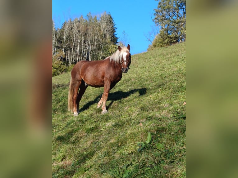 Caballo de la Selva Negra Caballo castrado 3 años 150 cm Alazán-tostado in Schuttertal