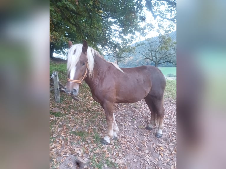 Caballo de la Selva Negra Caballo castrado 3 años 151 cm Alazán in Schuttertal Caballo de la Selva Negra Caballo castrado 3 años 151 cm Alazán in Schuttertal