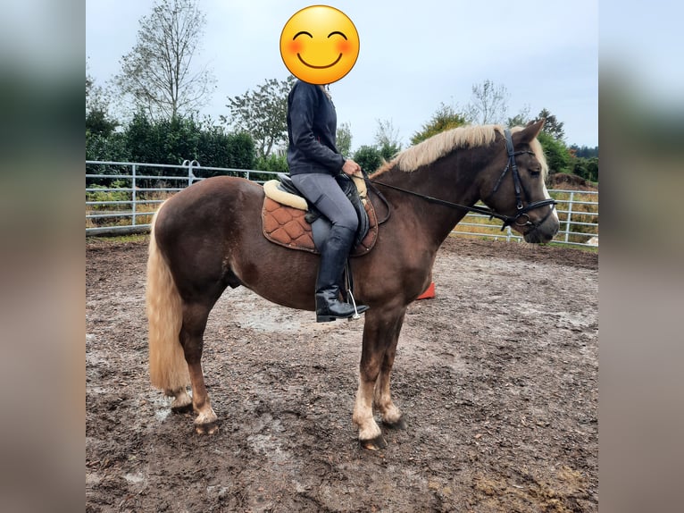 Caballo de la Selva Negra Caballo castrado 3 años 155 cm Alazán in Villingen-Schwenningen