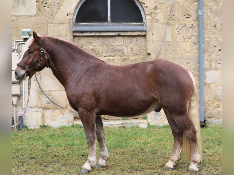 Caballo de la Selva Negra Caballo castrado 3 años Alazán-tostado in Gomadingen
