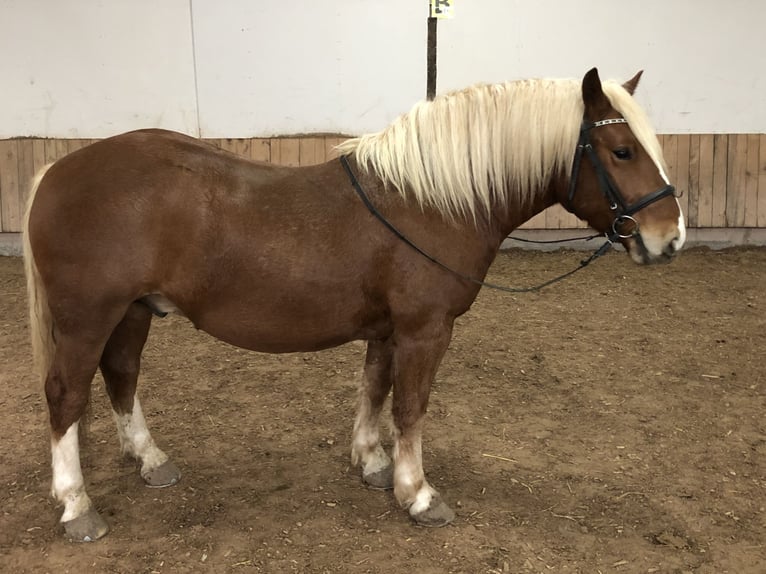 Caballo de la Selva Negra Mestizo Caballo castrado 4 años 148 cm Alazán in Auenwald