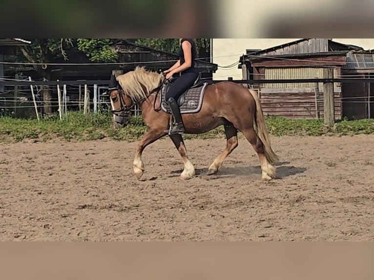 Caballo de la Selva Negra Caballo castrado 4 años 148 cm Alazán in Mülheim an der Ruhr