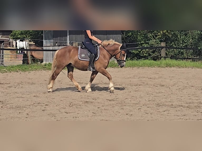 Caballo de la Selva Negra Caballo castrado 4 años 148 cm Alazán in Mülheim an der Ruhr