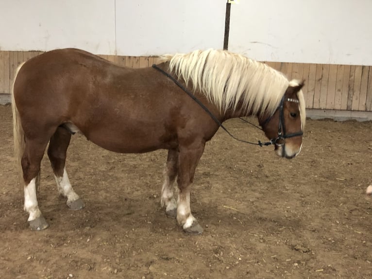 Caballo de la Selva Negra Mestizo Caballo castrado 4 años 149 cm Alazán in Auenwald