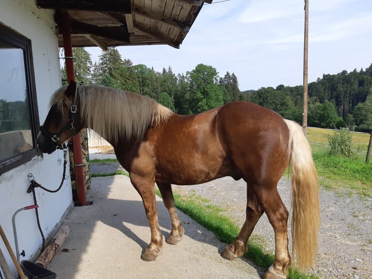 Caballo de la Selva Negra Caballo castrado 4 años 150 cm Alazán in Schliersee