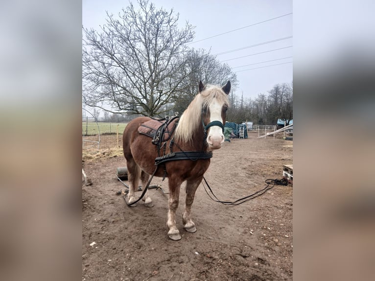 Caballo de la Selva Negra Caballo castrado 4 años 150 cm Alazán-tostado in Ehrenkirchen