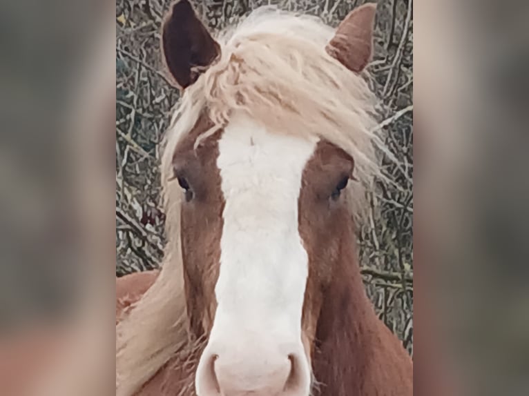 Caballo de la Selva Negra Caballo castrado 4 años 150 cm Alazán-tostado in Ehrenkirchen