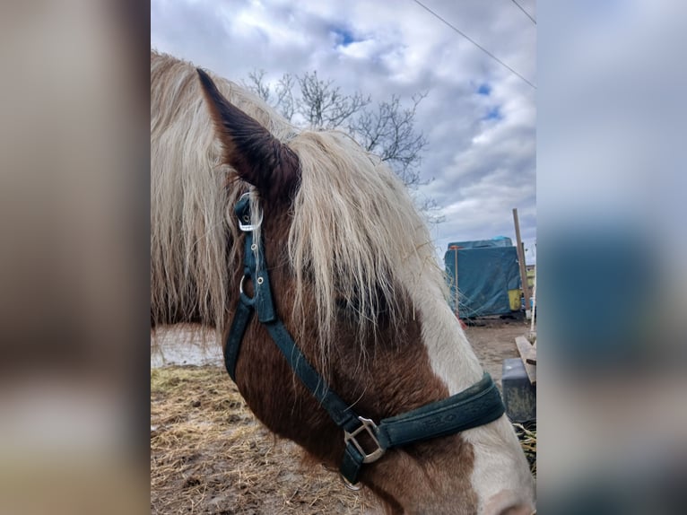 Caballo de la Selva Negra Caballo castrado 4 años 150 cm Alazán-tostado in Ehrenkirchen