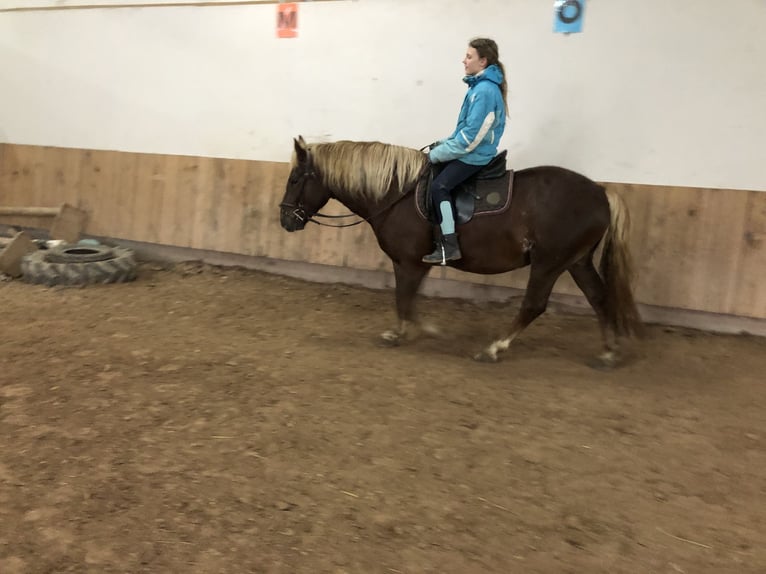 Caballo de la Selva Negra Caballo castrado 4 años 150 cm Alazán-tostado in Auenwald