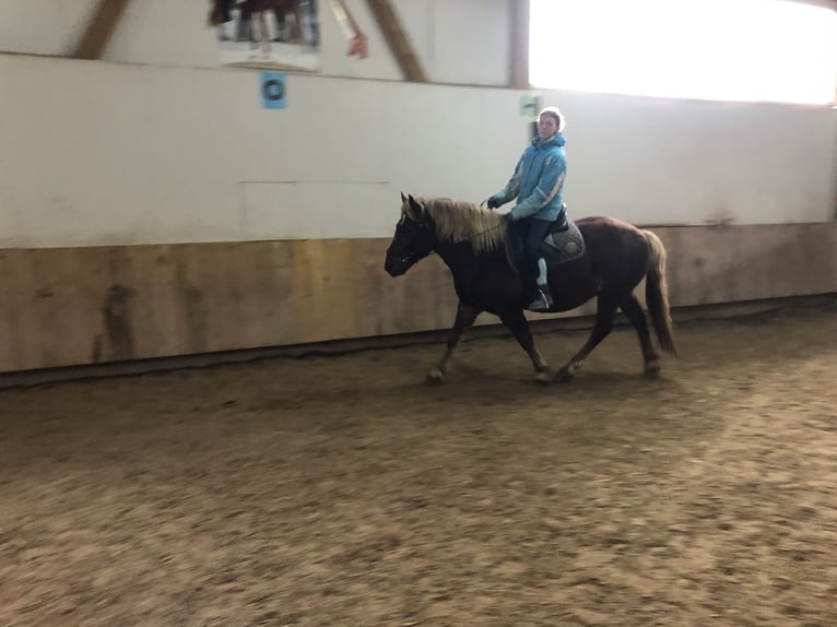 Caballo de la Selva Negra Caballo castrado 4 años 150 cm Alazán-tostado in Auenwald